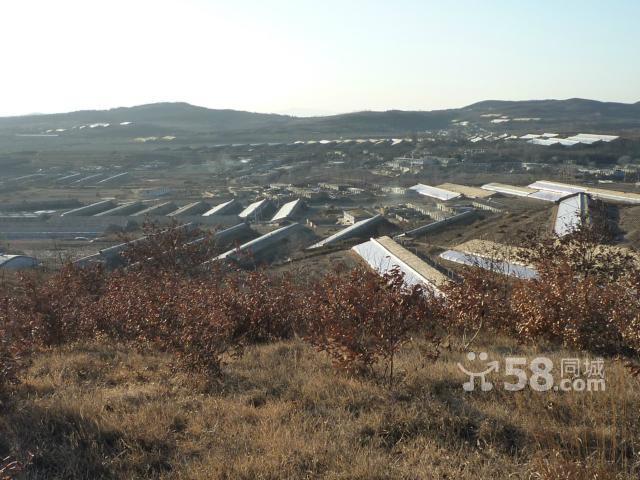普蘭店山林轉讓-圖(1)
