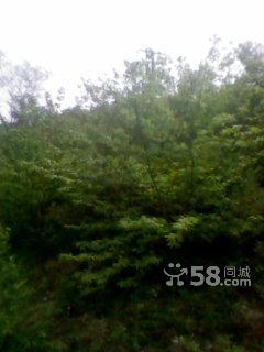 1500畝山 100畝山出手吧-圖(6)