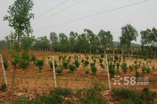 出租山林土地-圖(5)