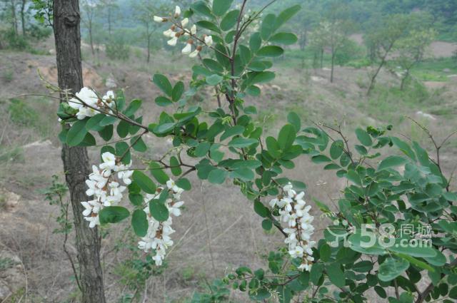 本人有1000畝山林對(duì)外轉(zhuǎn)讓,山林靠安波鎮(zhèn)邊-圖(8)