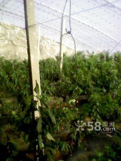 3個 桃棚出售 永久24萬-圖(2)