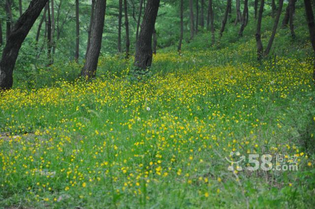 本人有1000畝山林對外轉讓,山林靠安波鎮邊-圖(1)
