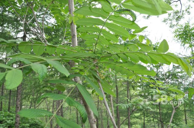 本人有1000畝山林對外轉讓,山林靠安波鎮邊-圖(3)