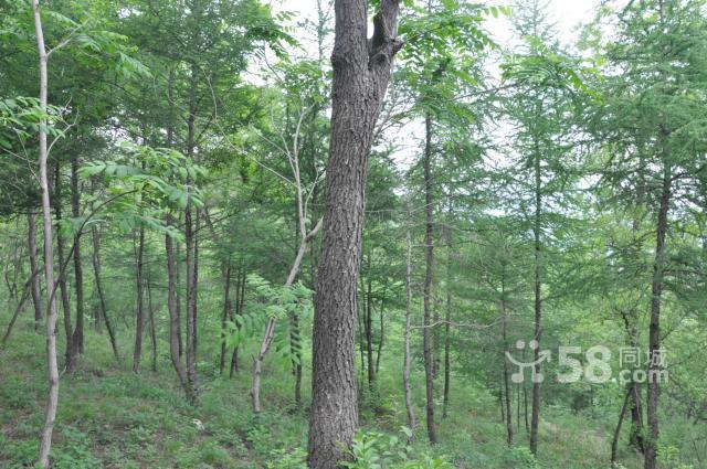 本人有1000畝山林對外轉讓,山林靠安波鎮邊-圖(5)