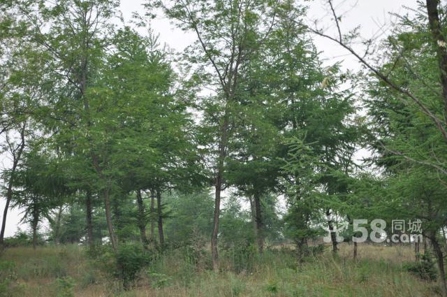 本人有1000畝山林對外轉讓,山林靠安波鎮邊-圖(6)