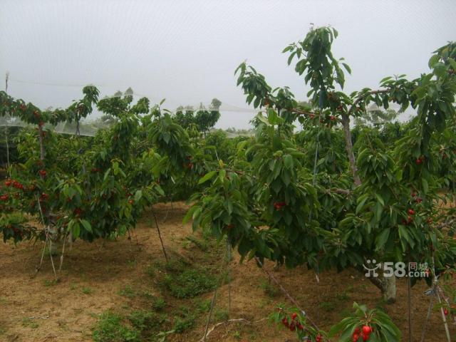 出售出租旅順北海7年櫻桃樹200多棵,價錢面議-圖(2)