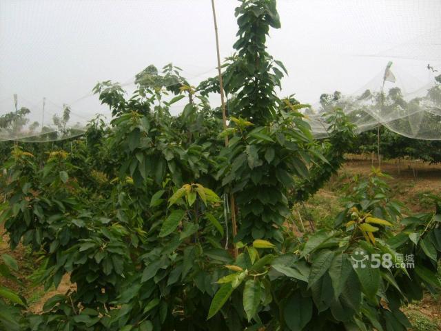 出售出租旅順北海7年櫻桃樹200多棵,價錢面議-圖(5)
