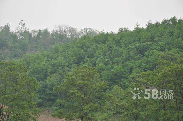 本人有1000畝山林對(duì)外轉(zhuǎn)讓,山林靠安波鎮(zhèn)邊-圖(1)
