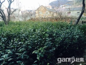 櫻桃谷老宅宅基地-圖（3）