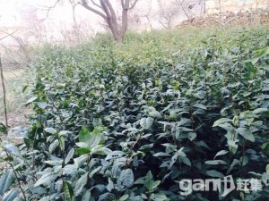 櫻桃谷老宅宅基地-圖（4）