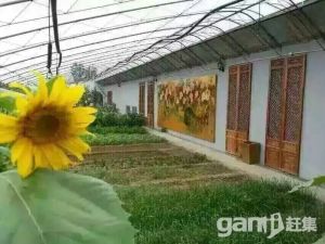 城市里的私家花園獨(dú)門獨(dú)院-圖(7)