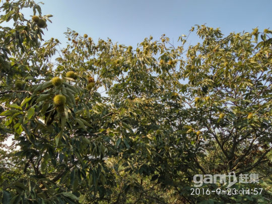 120畝+200畝兩處山林地低價出租或轉讓(手續齊全)-圖（2）