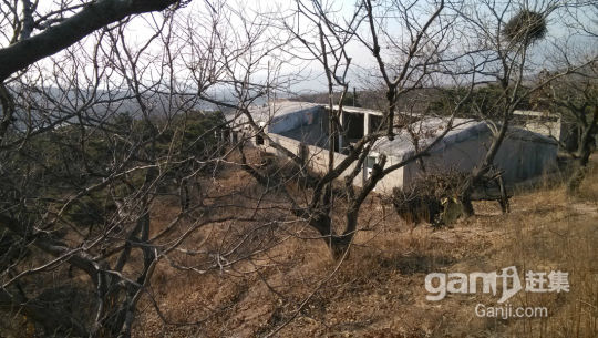 一百畝和二百畝兩處山林地低價出租或轉讓-圖（4）