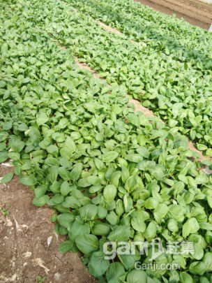 蔬菜大棚出租-圖(1)