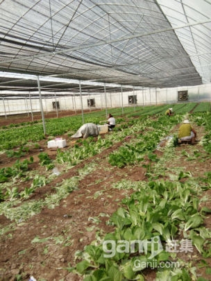 蔬菜大棚出租-圖(2)