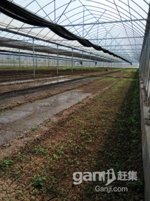蔬菜大棚出租-圖(3)