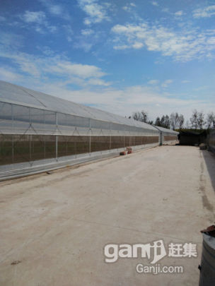 蔬菜大棚出租-圖(4)