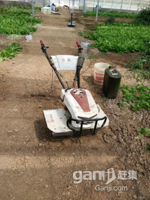 蔬菜大棚出租-圖(5)