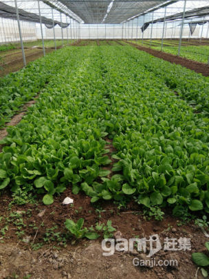 蔬菜大棚出租-圖(6)