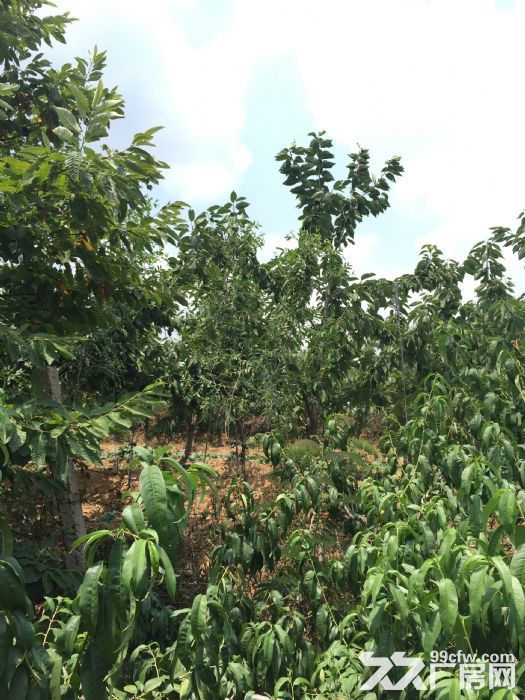不來看看定會后悔?普灣新區石河鎮果園山莊式工廠租/-圖（8）