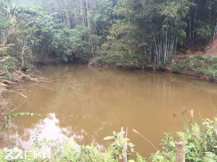 邕武路老虎岭水库附近鱼塘土地出租-南宁西乡塘土地