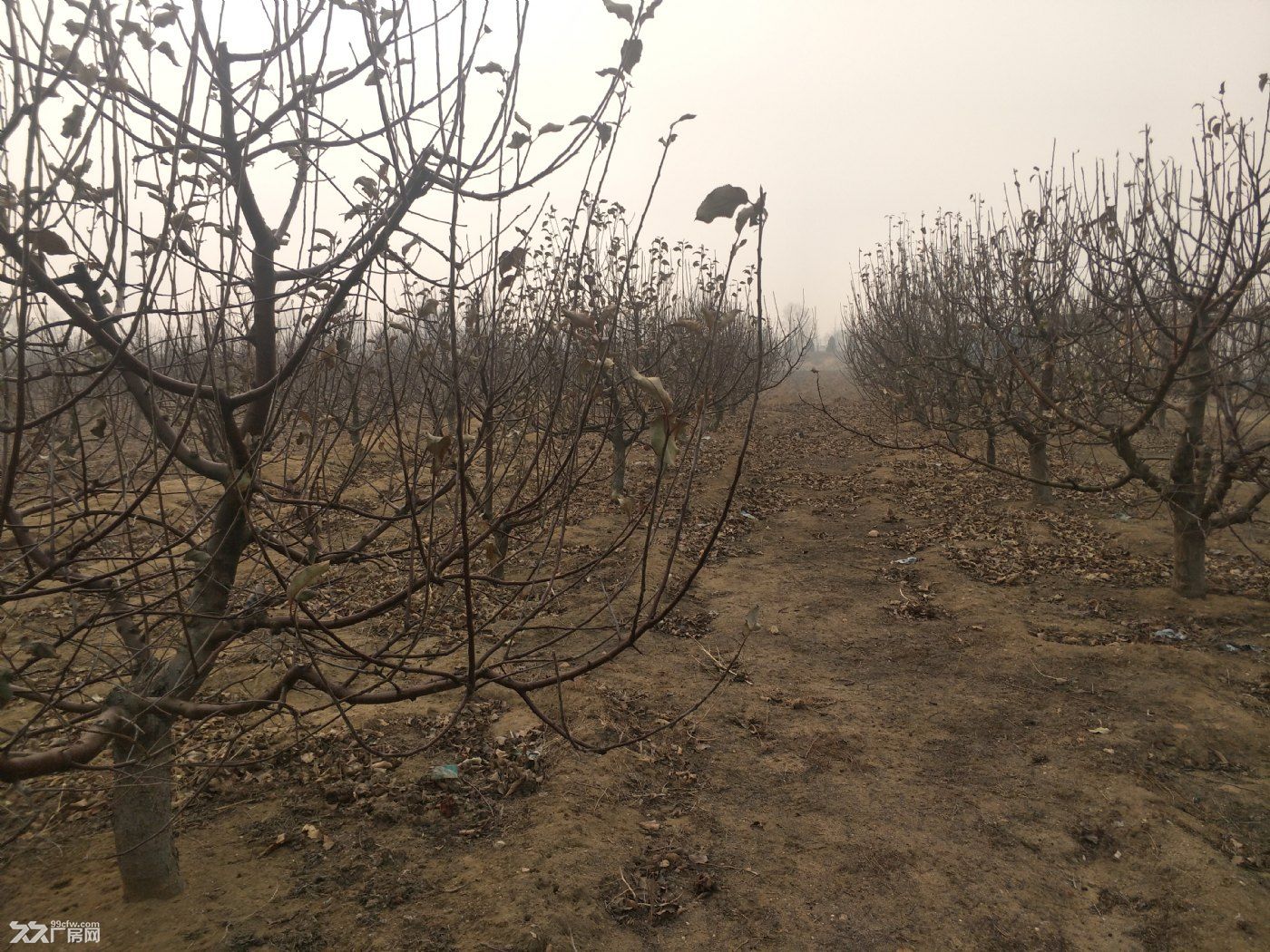 出租金州登沙河農(nóng)場果園土地-圖(3)