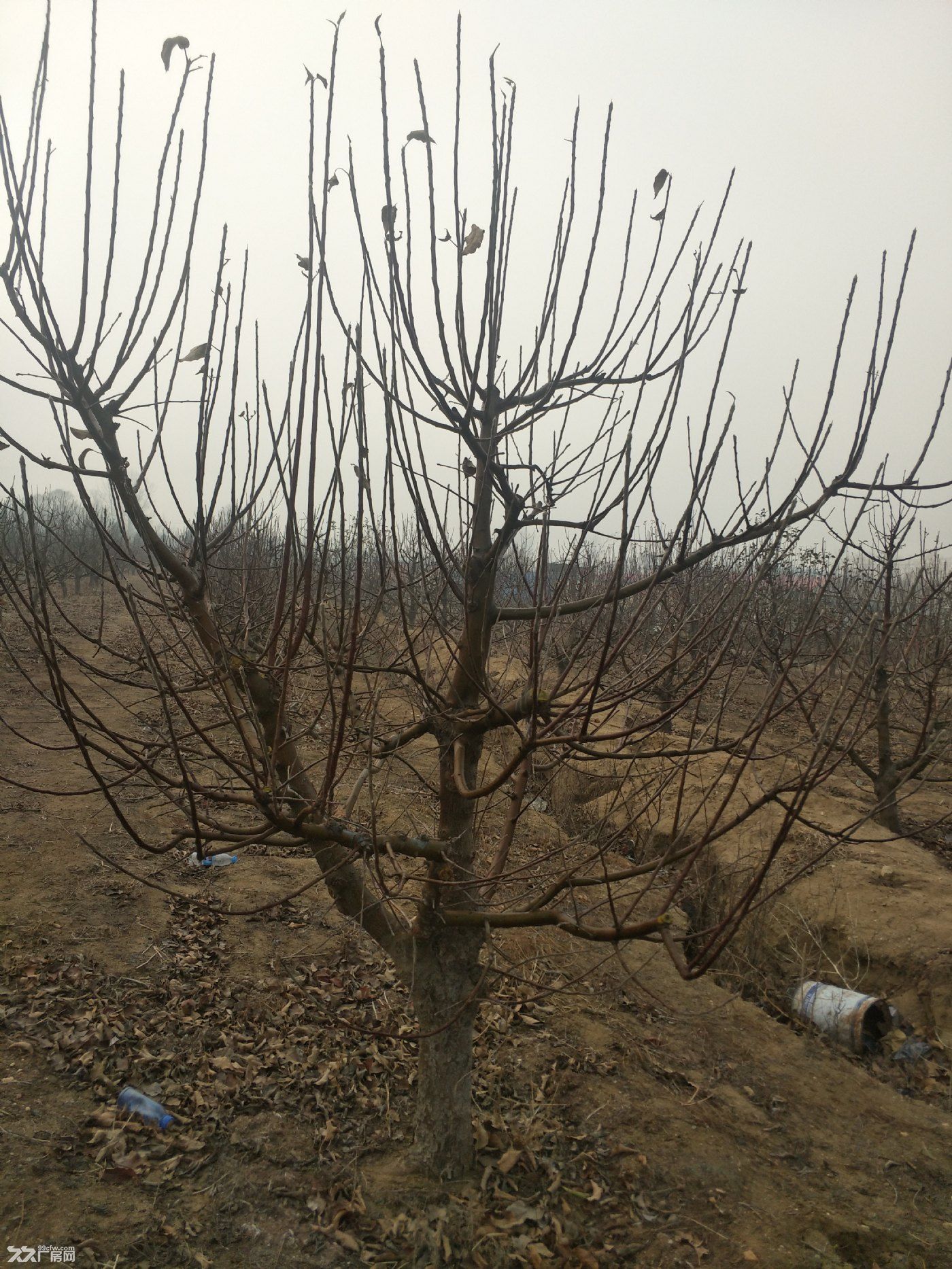 出租金州登沙河農(nóng)場果園土地-圖(4)