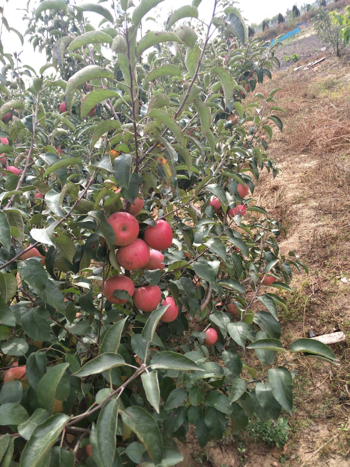出租金州登沙河農(nóng)場果園土地-圖(6)