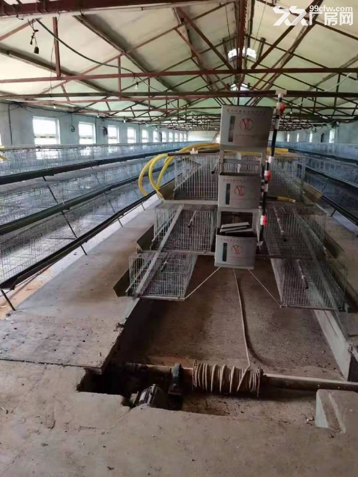 出租金州登沙河阿爾濱村農場雞舍及場地-圖(3)